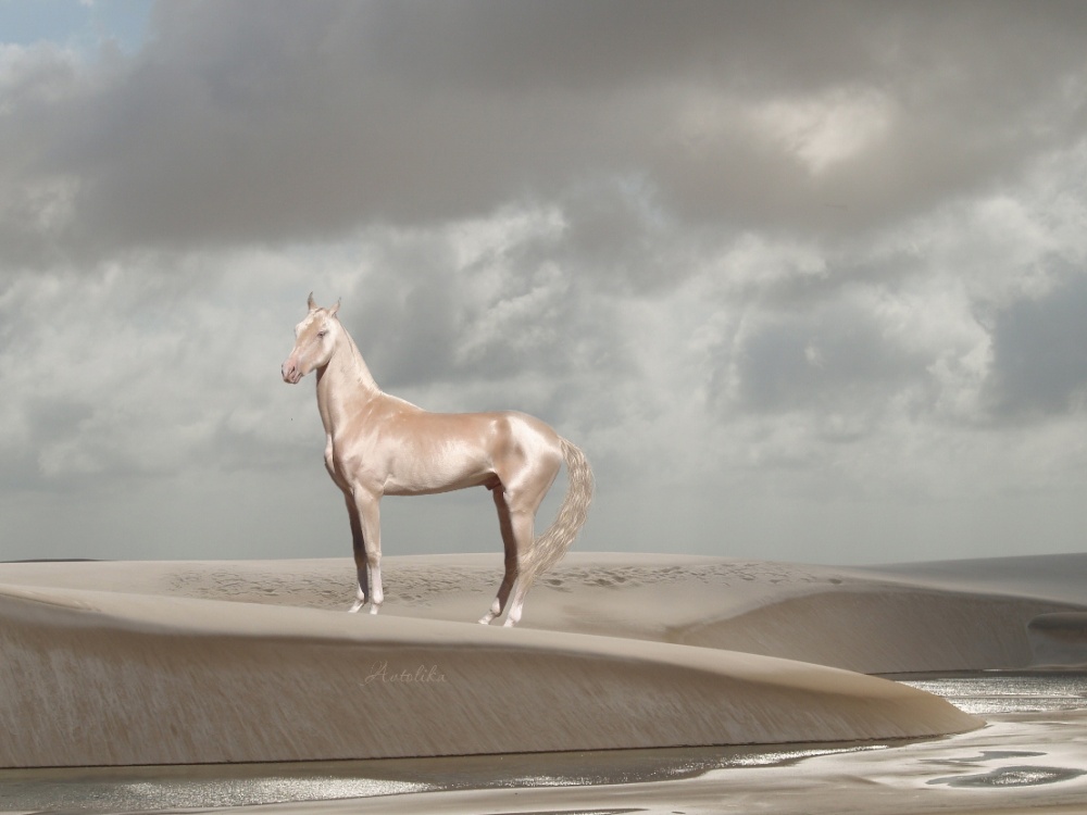 Τα άλογα που επιλέχθηκαν ως τα ομορφότερα όλου του κόσμου - Εικόνα 2