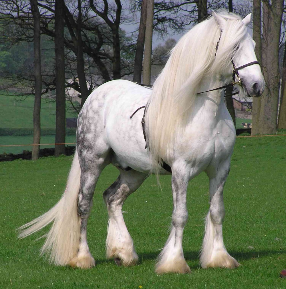 Τα άλογα που επιλέχθηκαν ως τα ομορφότερα όλου του κόσμου - Εικόνα 3