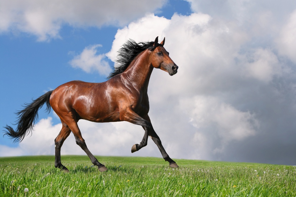 Τα άλογα που επιλέχθηκαν ως τα ομορφότερα όλου του κόσμου - Εικόνα 4