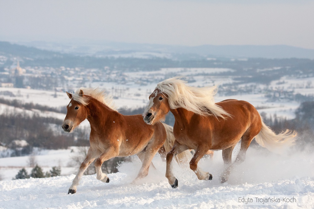 Τα άλογα που επιλέχθηκαν ως τα ομορφότερα όλου του κόσμου - Εικόνα 5