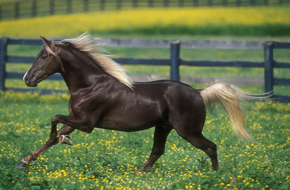 Τα άλογα που επιλέχθηκαν ως τα ομορφότερα όλου του κόσμου - Εικόνα 6