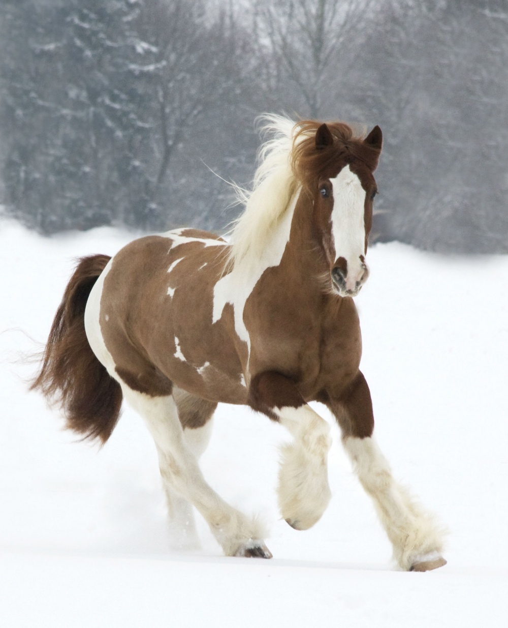 Τα άλογα που επιλέχθηκαν ως τα ομορφότερα όλου του κόσμου - Εικόνα 7