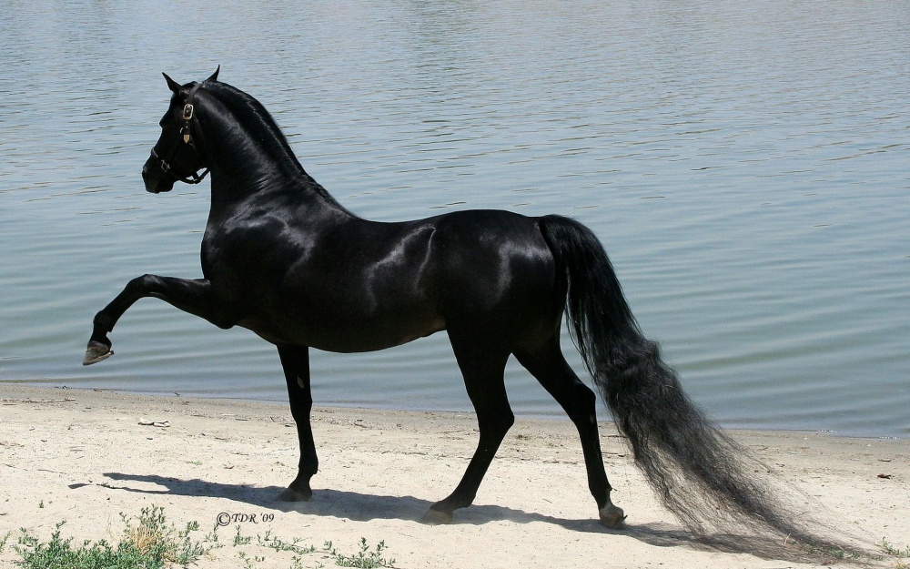 Τα άλογα που επιλέχθηκαν ως τα ομορφότερα όλου του κόσμου - Εικόνα 8