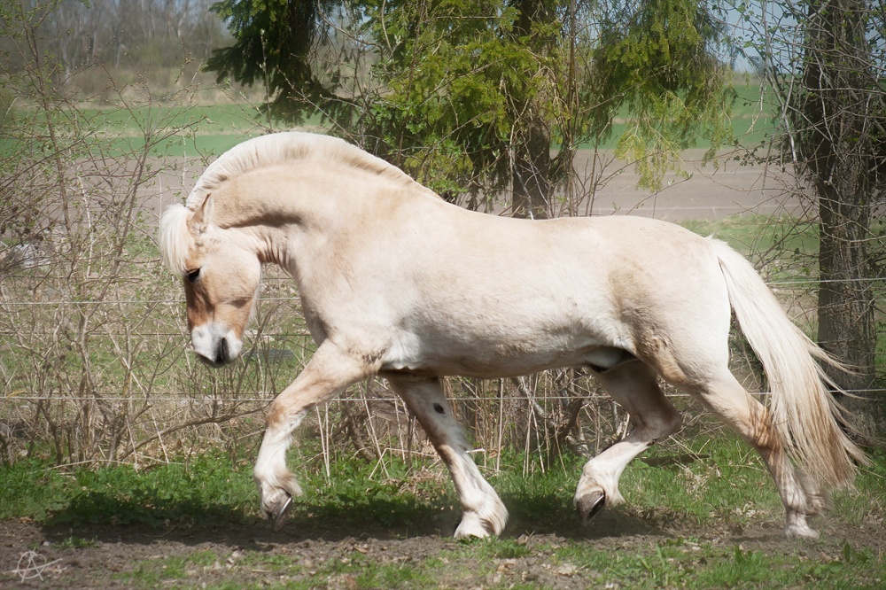 Τα άλογα που επιλέχθηκαν ως τα ομορφότερα όλου του κόσμου - Εικόνα 9