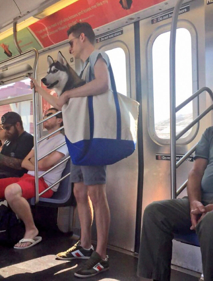 Τα ζώα απαγορεύονται στο μετρό της Νέας Υόρκης αλλά κάποιοι βρήκαν τη λύση - Εικόνα 1