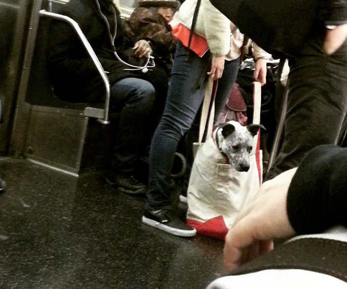 Τα ζώα απαγορεύονται στο μετρό της Νέας Υόρκης αλλά κάποιοι βρήκαν τη λύση - Εικόνα 4