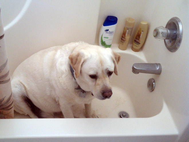 Απελπισμένα Σκυλάκια Λίγο Πριν το Μπάνιο! - Εικόνα 1