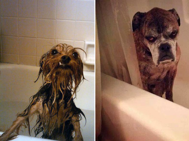 Απελπισμένα Σκυλάκια Λίγο Πριν το Μπάνιο! - Εικόνα 10