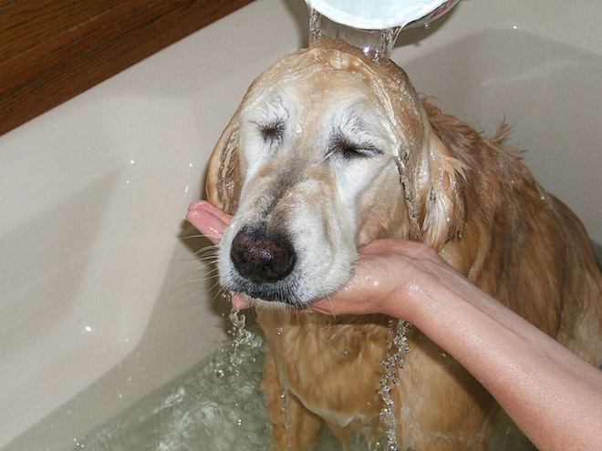 Απελπισμένα Σκυλάκια Λίγο Πριν το Μπάνιο! - Εικόνα 11