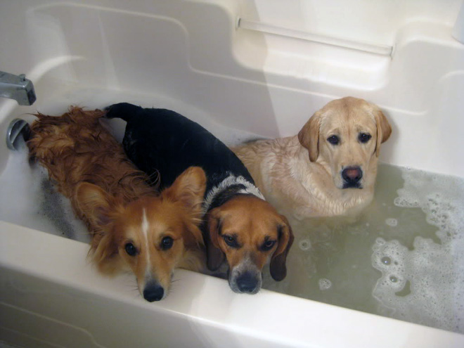 Απελπισμένα Σκυλάκια Λίγο Πριν το Μπάνιο! - Εικόνα 12