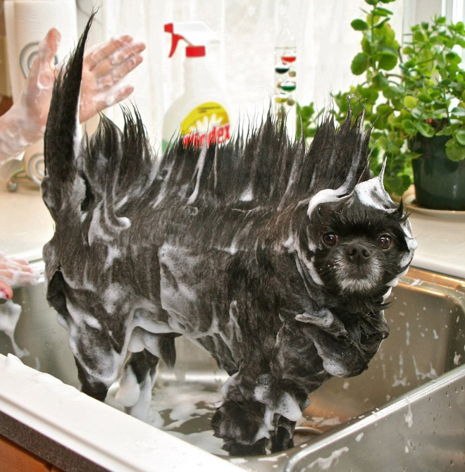 Απελπισμένα Σκυλάκια Λίγο Πριν το Μπάνιο! - Εικόνα 13