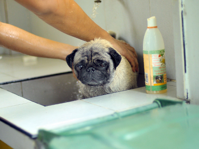 Απελπισμένα Σκυλάκια Λίγο Πριν το Μπάνιο! - Εικόνα 14