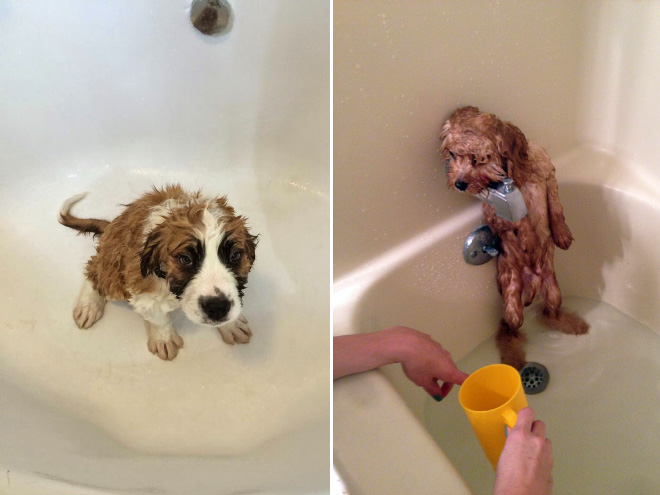Απελπισμένα Σκυλάκια Λίγο Πριν το Μπάνιο! - Εικόνα 15