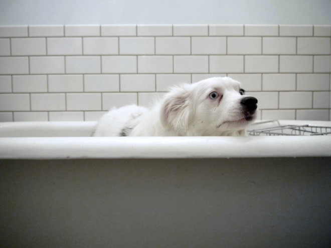 Απελπισμένα Σκυλάκια Λίγο Πριν το Μπάνιο! - Εικόνα 16