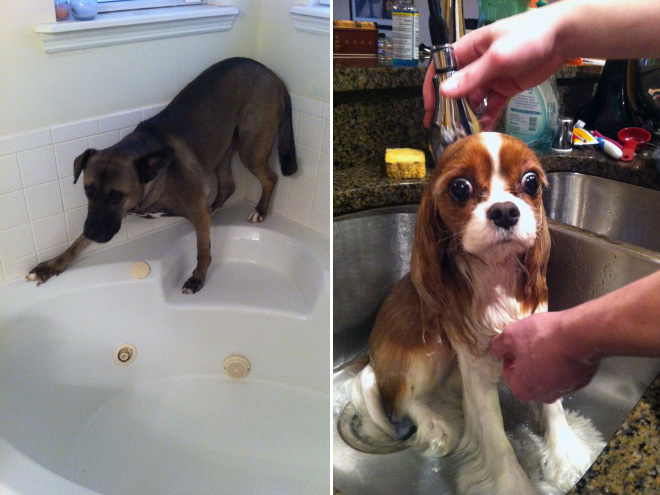 Απελπισμένα Σκυλάκια Λίγο Πριν το Μπάνιο! - Εικόνα 3
