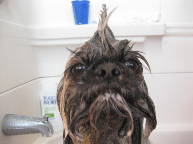 Απελπισμένα Σκυλάκια Λίγο Πριν το Μπάνιο! - Εικόνα 4