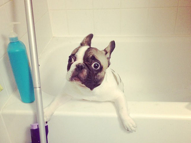 Απελπισμένα Σκυλάκια Λίγο Πριν το Μπάνιο! - Εικόνα 5