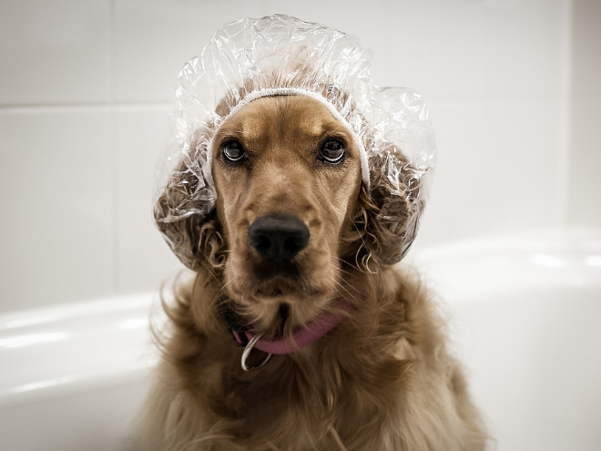 Απελπισμένα Σκυλάκια Λίγο Πριν το Μπάνιο! - Εικόνα 7
