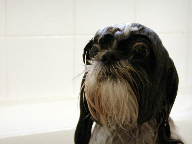 Απελπισμένα Σκυλάκια Λίγο Πριν το Μπάνιο! - Εικόνα 8