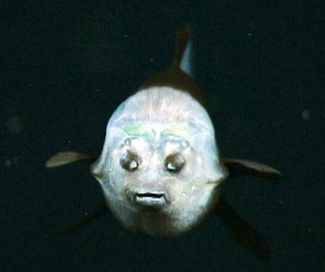 Αστεία ψάρια απο άλλο πλανήτη - Εικόνα 1