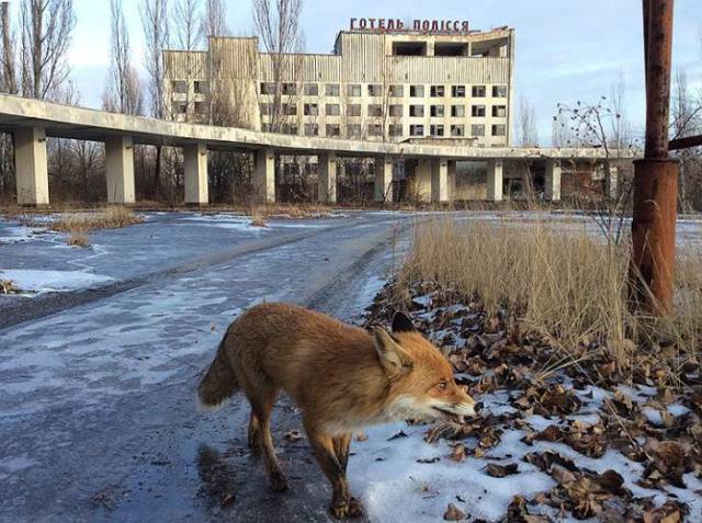 Τα ζώα του Chernobyl... - Εικόνα 1