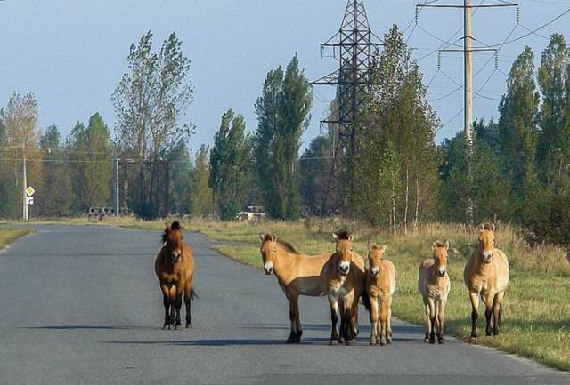 Τα ζώα του Chernobyl... - Εικόνα 16