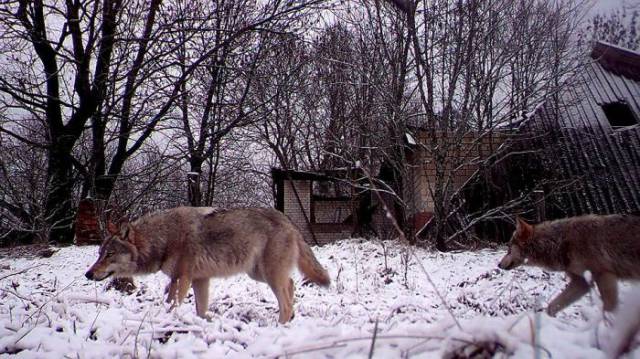 Τα ζώα του Chernobyl... - Εικόνα 7