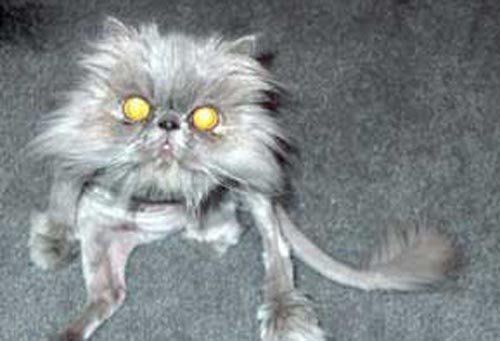 Δείτε τις ασχημότερες γάτες του κόσμου - Εικόνα 10