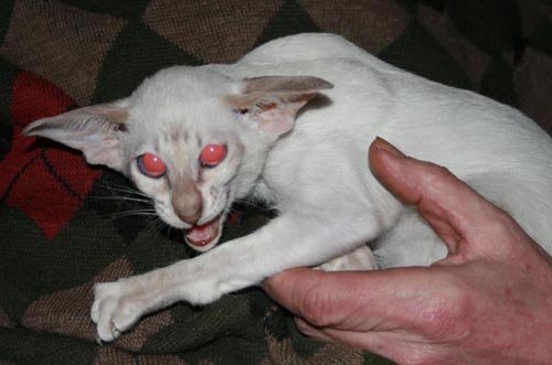 Δείτε τις ασχημότερες γάτες του κόσμου - Εικόνα 13
