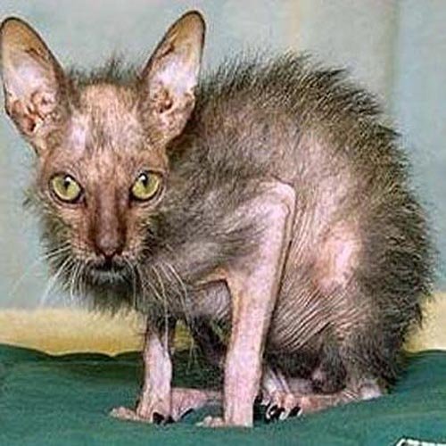 Δείτε τις ασχημότερες γάτες του κόσμου - Εικόνα 14