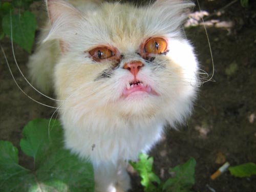 Δείτε τις ασχημότερες γάτες του κόσμου - Εικόνα 18