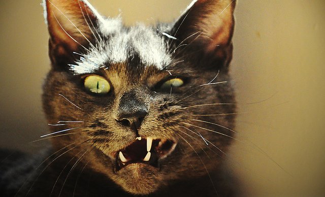 Δείτε τις ασχημότερες γάτες του κόσμου - Εικόνα 2