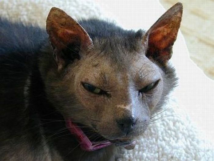 Δείτε τις ασχημότερες γάτες του κόσμου - Εικόνα 23