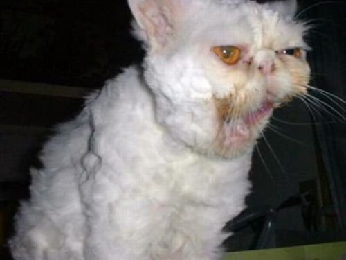 Δείτε τις ασχημότερες γάτες του κόσμου - Εικόνα 28