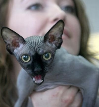 Δείτε τις ασχημότερες γάτες του κόσμου - Εικόνα 29