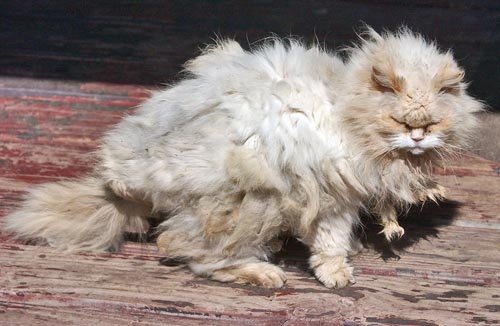 Δείτε τις ασχημότερες γάτες του κόσμου - Εικόνα 7