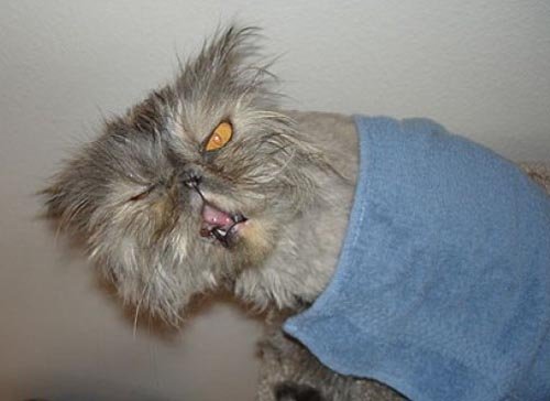 Δείτε τις ασχημότερες γάτες του κόσμου - Εικόνα 8