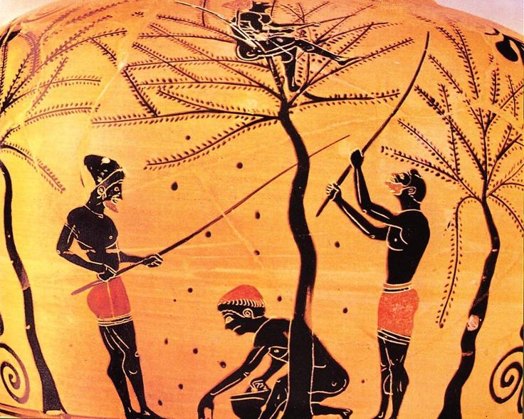Πώς έφτιαχναν οι αρχαίοι Έλληνες τις ελιές τους! - Εικόνα 3