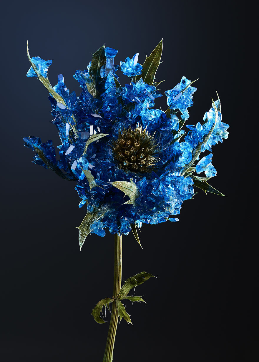 Εντυπωσιακά άνθη επκαλυμμένα με στερεωμένους κρυστάλλους - Εικόνα 3
