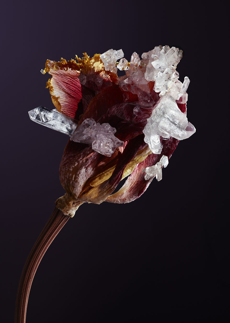 Εντυπωσιακά άνθη επκαλυμμένα με στερεωμένους κρυστάλλους - Εικόνα 6