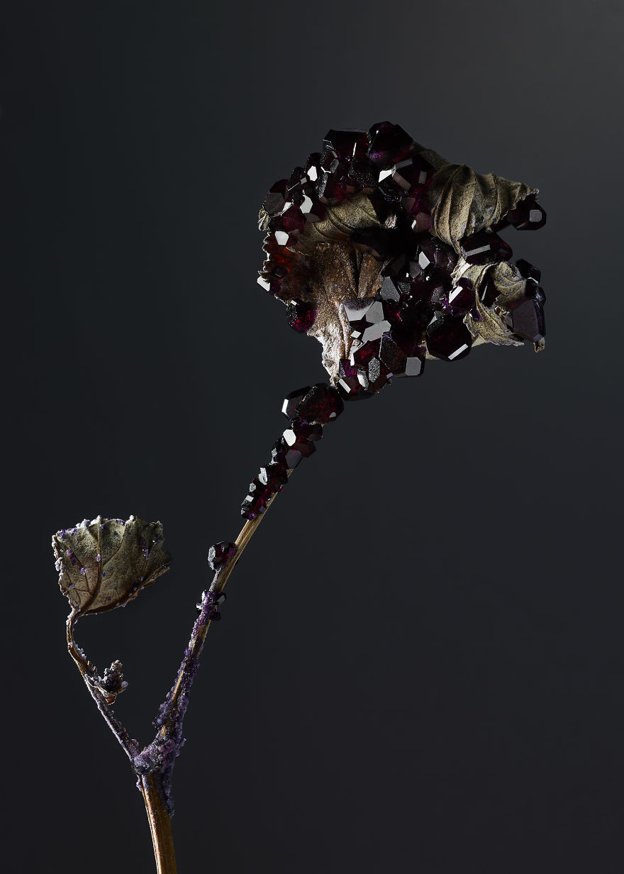 Εντυπωσιακά άνθη επκαλυμμένα με στερεωμένους κρυστάλλους - Εικόνα 7