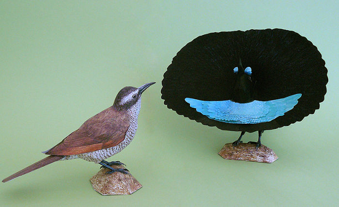 Εντυπωσιακά πουλιά φτιαγμένα απο χαρτί απο τον Johan Scherft - Εικόνα 13