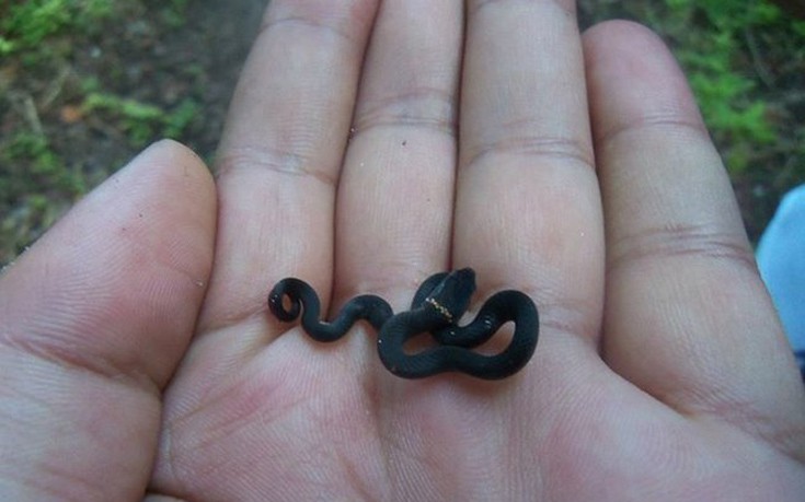 Εντυπωσιακές εικόνες απο μικροσκοπικά φίδια... - Εικόνα 10