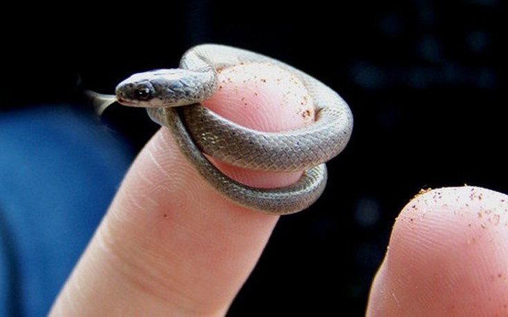Εντυπωσιακές εικόνες απο μικροσκοπικά φίδια... - Εικόνα 8
