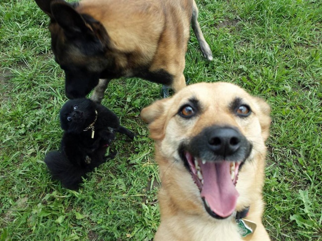 Οι πιο επιτυχημένες σκυλο-selfies που έχουμε δει! - Εικόνα 1