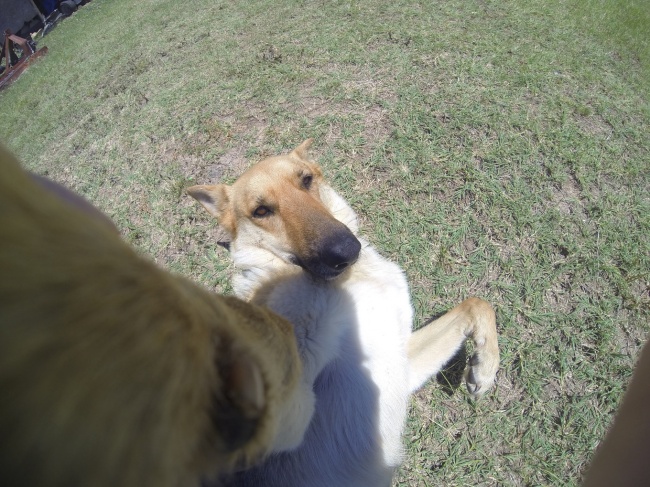 Οι πιο επιτυχημένες σκυλο-selfies που έχουμε δει! - Εικόνα 3