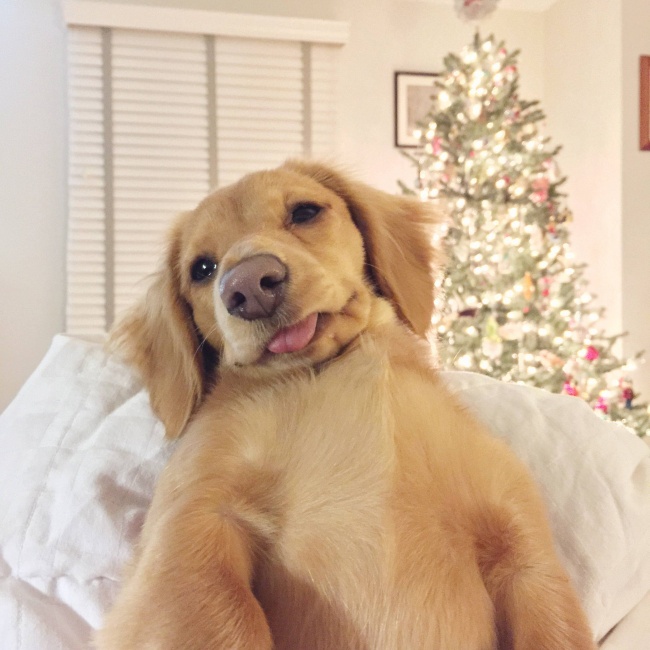 Οι πιο επιτυχημένες σκυλο-selfies που έχουμε δει! - Εικόνα 6