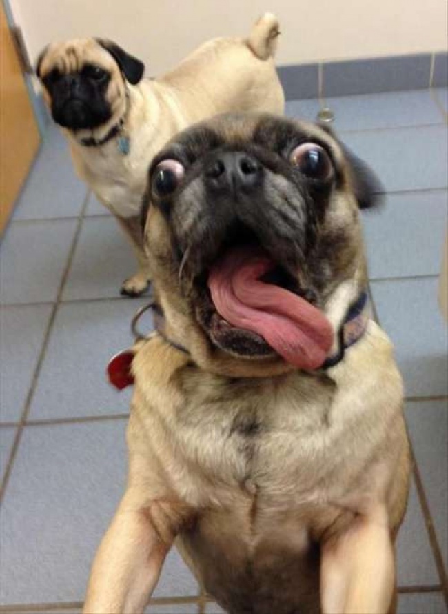 Οι πιο επιτυχημένες σκυλο-selfies που έχουμε δει! - Εικόνα 8