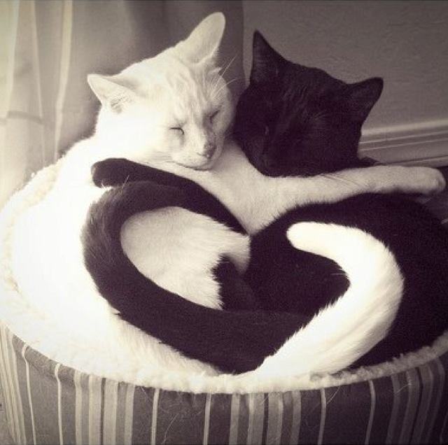 Έρωτας κι αγάπη στον κόσμο των ζώων - Εικόνα2