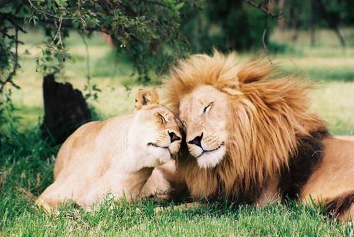 Έρωτας κι αγάπη στον κόσμο των ζώων - Εικόνα7